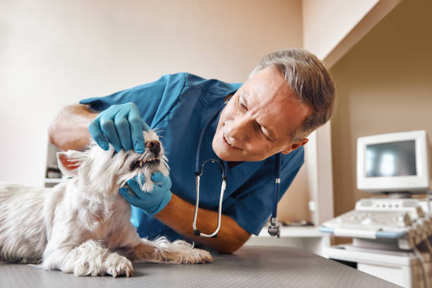Best Emergency Care for Gum Disease in Buffalo Center, IA